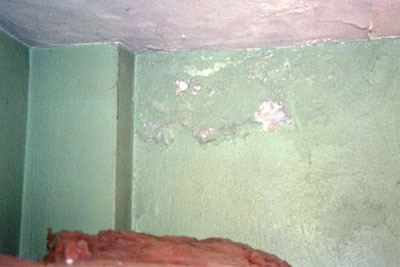 Mold Pictures