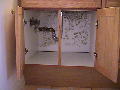 Mold Pictures